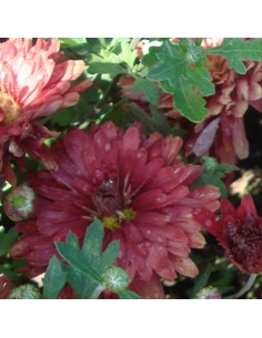 Marguerite d'automne "Duchess of Edinburgh" 2