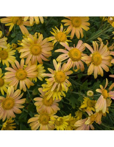 Marguerite d'automne Mary Stoker