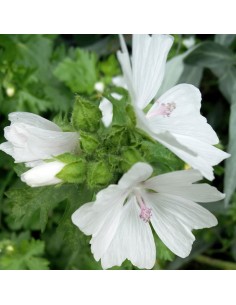 Mauve musquée blanche