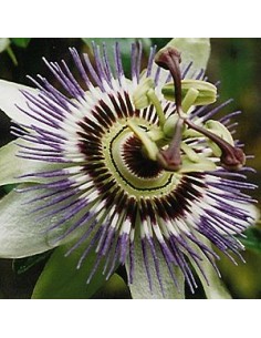 Passiflore bleue