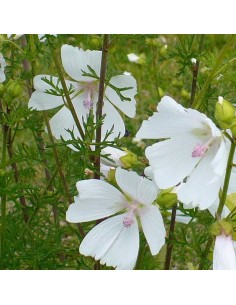 Mauve musquée blanche 2