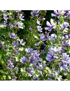 Mauve sylvestre Marina 2