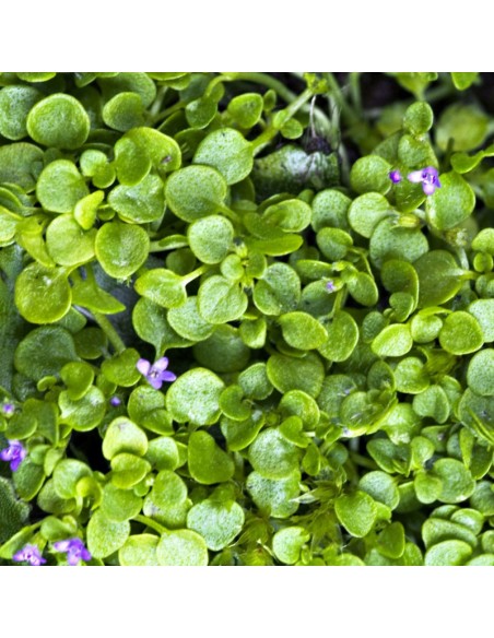Menthe de Corse Menthe de Corse