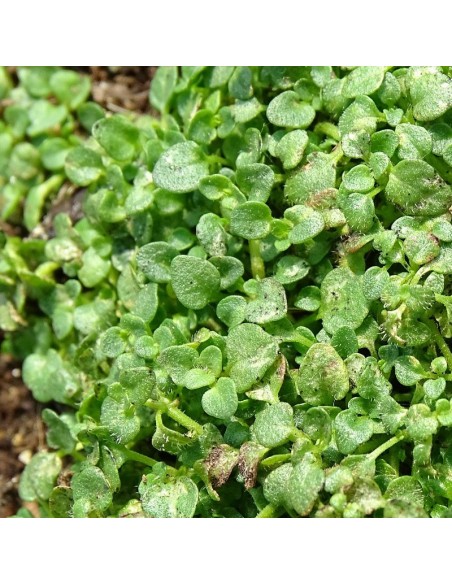 Menthe de Corse Menthe de Corse