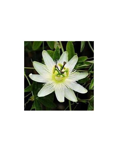 Passiflore "Constance Elliot" Passiflore "Constance Elliot"