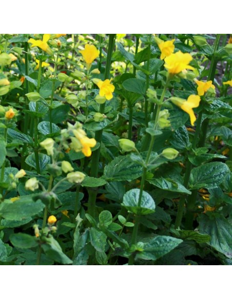 Mimulus luteus