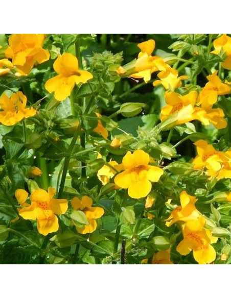 Mimulus luteus
