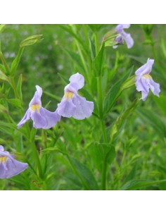 Mimulus ringens