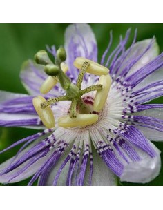 Passiflore "Purple Haze"