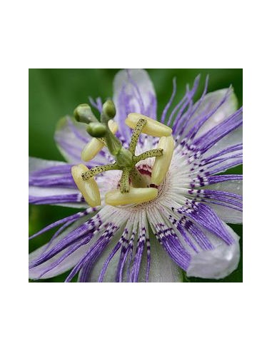 Passiflore "Purple Haze"