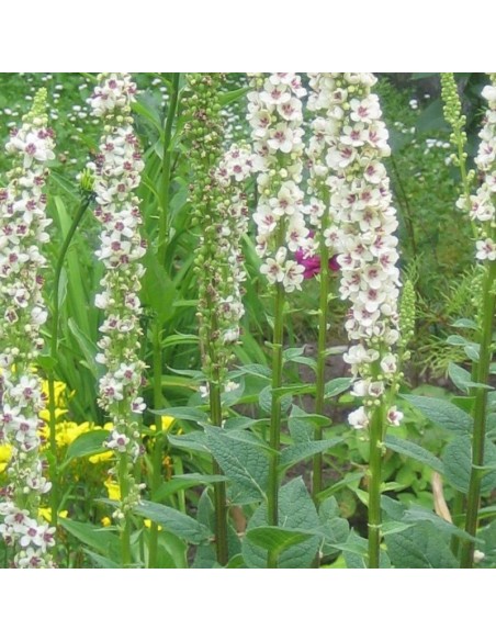 Molène de Chaix Album