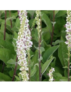 Molène noire Album 2