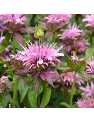 Monarde "Beauty of Cobham"