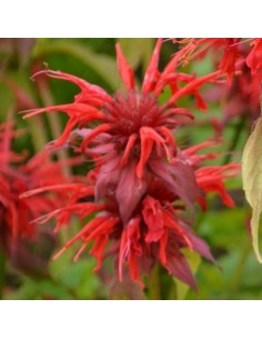 Monarde Cambridge Scarlet