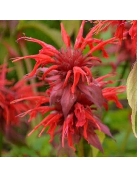 Monarde Cambridge Scarlet