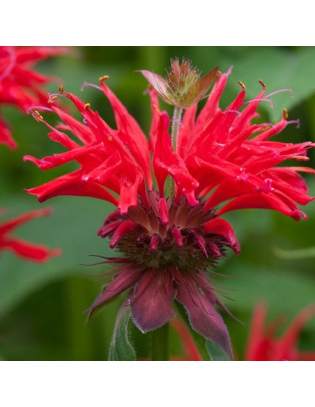 Monarde Gardenview Scarlet