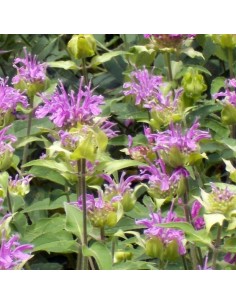 Monarde Prairie night