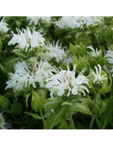 Monarde Schneewittchen