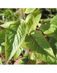 Monarde Schneewittchen 2