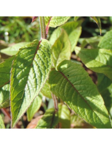 Monarde Schneewittchen Monarde Schneewittchen