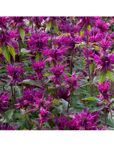 Monarde Scorpion