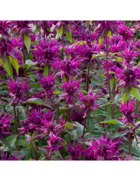 Monarde Scorpion Monarde Scorpion