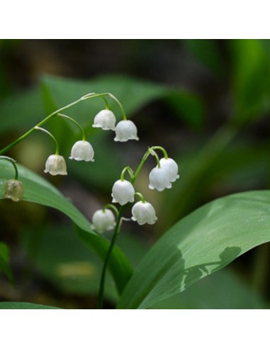 Muguet