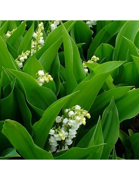 Muguet