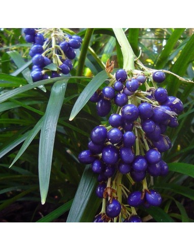 Muguet du Japon