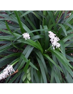 Muguet du Japon 2