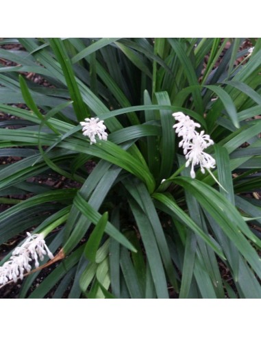 Muguet du Japon