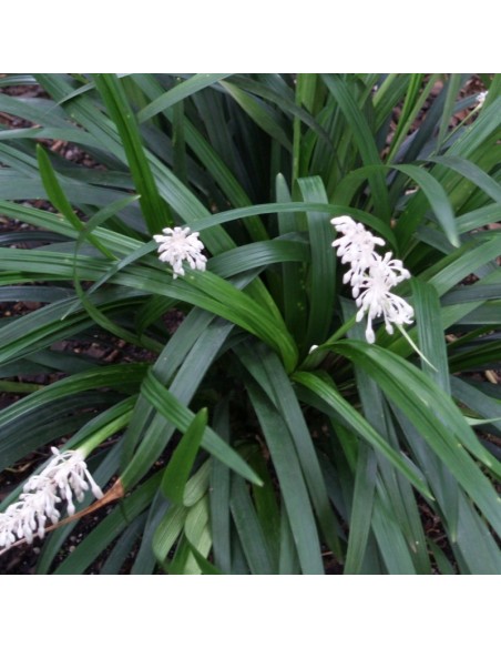 Muguet du Japon