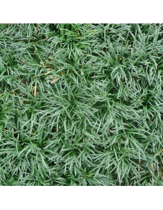 Muguet du Japon Minor