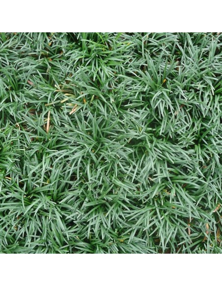 Muguet du Japon Minor