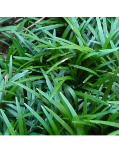 Muguet du Japon Minor 2