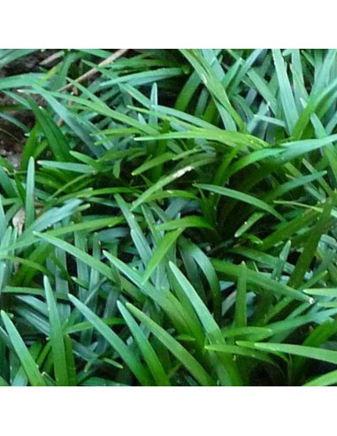 Muguet du Japon Minor