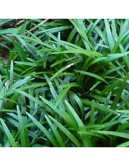 Muguet du Japon Minor