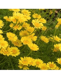 Camomille des teinturiers Kelwayi