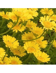 Camomille des teinturiers Kelwayi 2