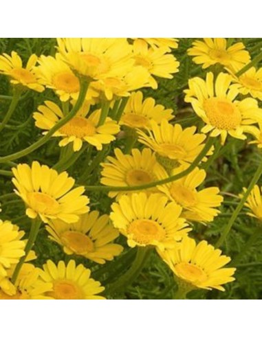 Camomille des teinturiers Kelwayi