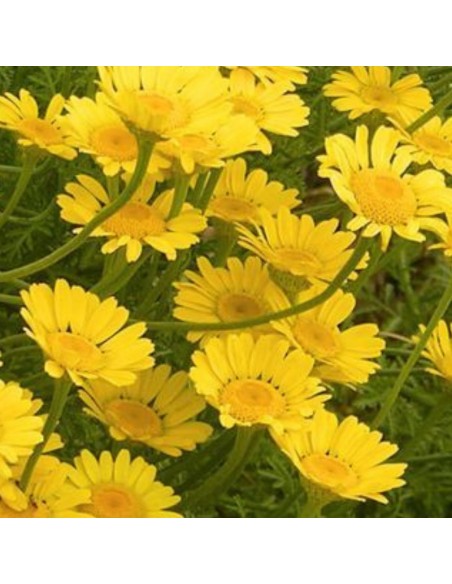 Camomille des teinturiers Kelwayi