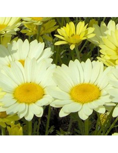 Camomille des teinturiers Sauce Hollandaise 2