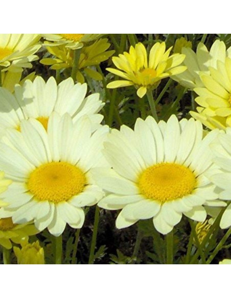 Camomille des teinturiers Sauce Hollandaise