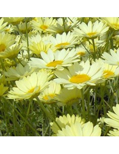 Camomille des teinturiers Sauce Hollandaise