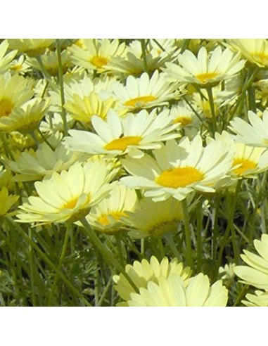 Camomille des teinturiers Sauce Hollandaise