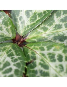 Hellébore magic leaves 2