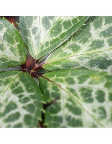 Hellébore magic leaves