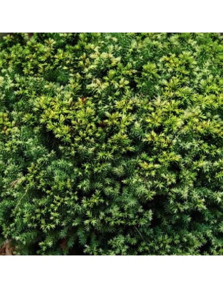 Cèdre du Japon vilmoriniana Cèdre du Japon vilmoriniana