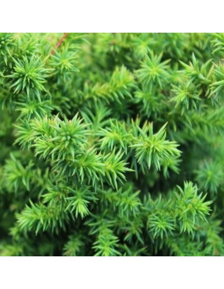 Cèdre du Japon vilmoriniana Cèdre du Japon vilmoriniana