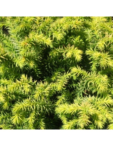 Cèdre du Japon vilmoriniana gold